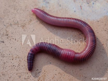 Red Wiggler Earthworm